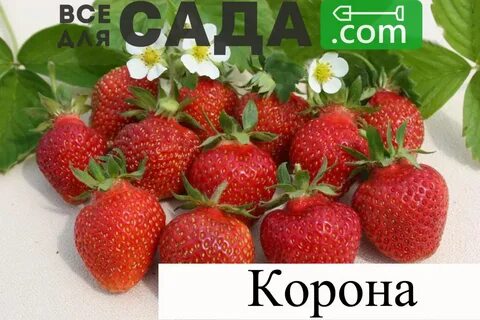 Клубника фруктоза
