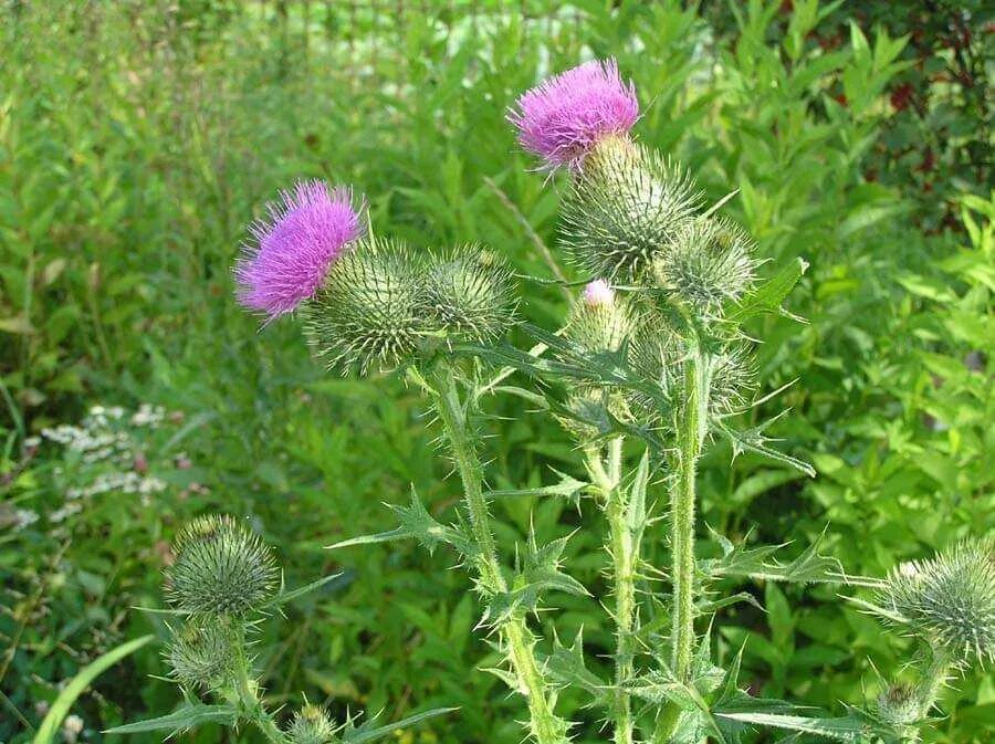 татарник чертополох. расторопша бодяк чертополох. расторопша цветок. чертополох мелкоголовчатый. расторопша и татарник.