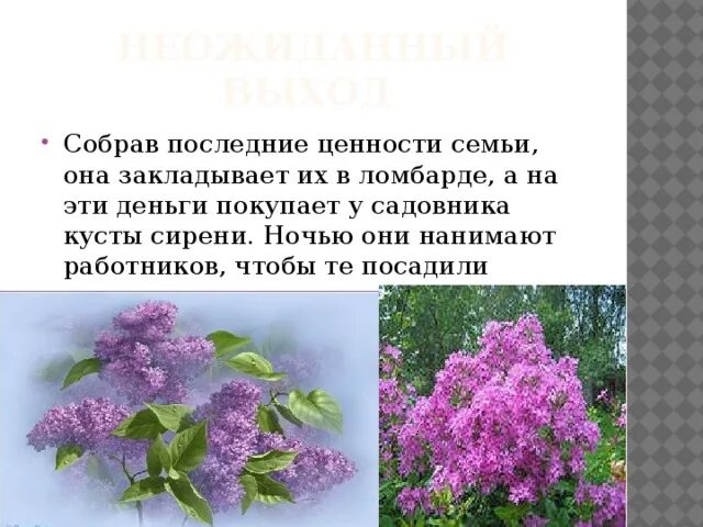 Смысл названия рассказа куст сирени. Куст сирени Куприн. Куприн сирень. Куприн сиреневый куст.