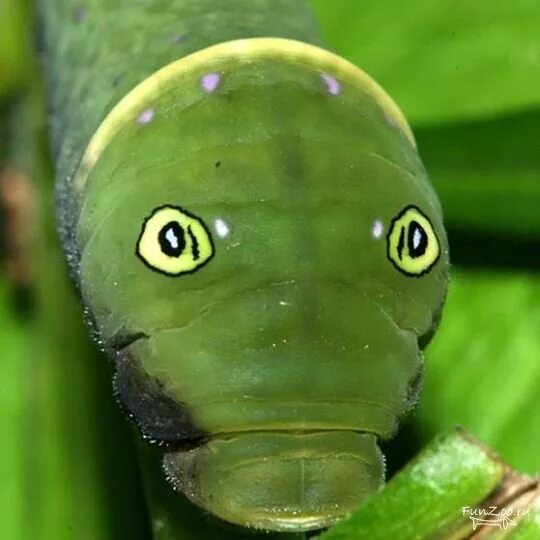 Глаза гусеницы фото Прикольные гусеницы (50 фото) Caterpillar, Mimicry, Self-defence