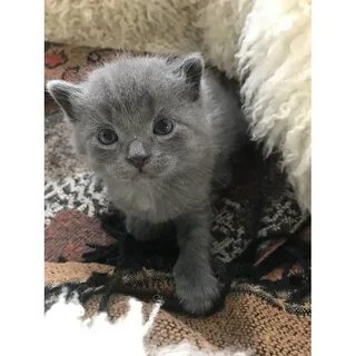 3 недельные