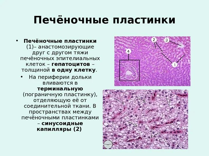 Какие клетки в печени. Печеночная пластинка гистология. Гепатоцит строение гистология. Печень гистология препарат. Гепатоциты печени гистология.