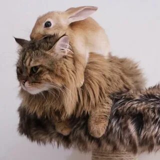 Кот какого кролика