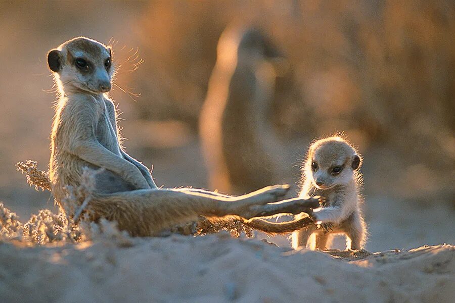 Сурикаты мем. Сурикаты мем. Сурикаты и кошки. Сурикаты мем. Смешные сурикаты.