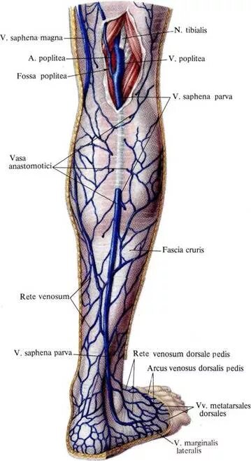 Большая подкожная Вена ноги анатомия. Большая подкожная Вена бедра анатомия. Задняя большеберцовая Вена анатомия. Подкожная Вена нижней конечности анатомия.