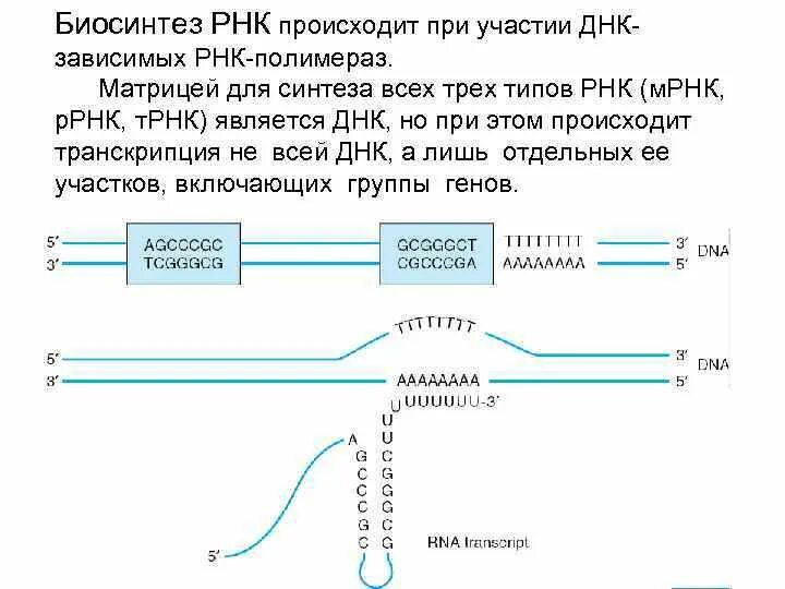 Синтез РНК этапы транскрипции. Схема синтеза МРНК. Характеристика компонентов системы синтеза РНК. Биосинтез РНК транскрипция биохимия.