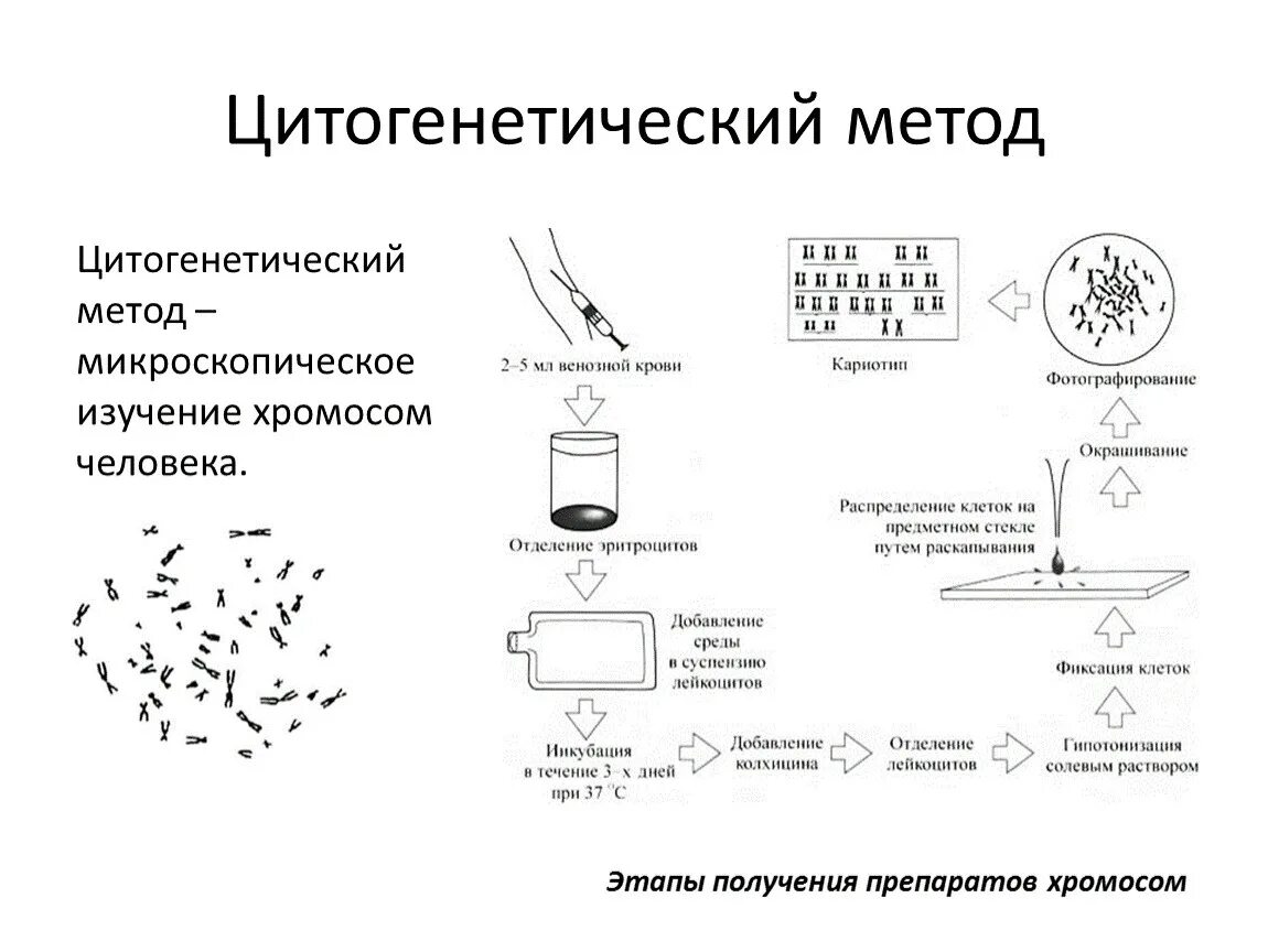 Какие методы используют для цитогенетического исследования. Цитогенетический метод исследования генетика. Цитогенетический метод способ исследования. Цитогенетический метод методика. Цитогенетический метод в генетике человека.