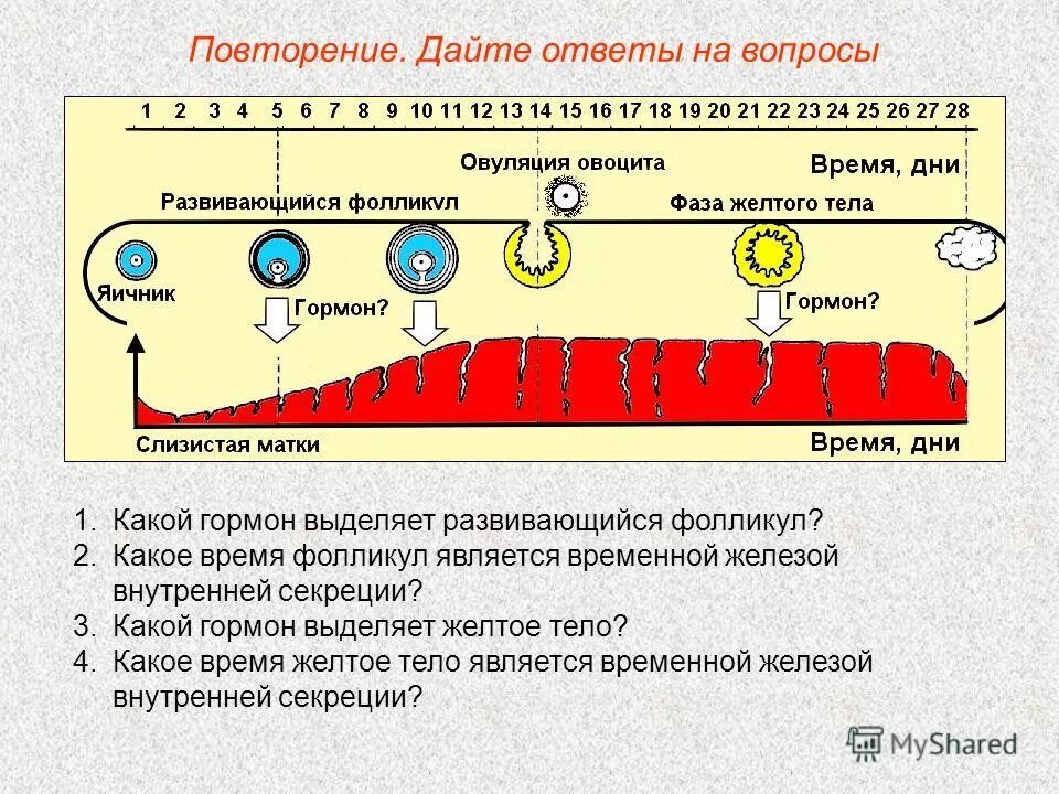 В желтом теле образуется гормон. Желтое тело продуцирует гормон. Желтое тело секретирует гормон. Назовите гонадотропные гормоны?. Гонадотропные гормоны.
