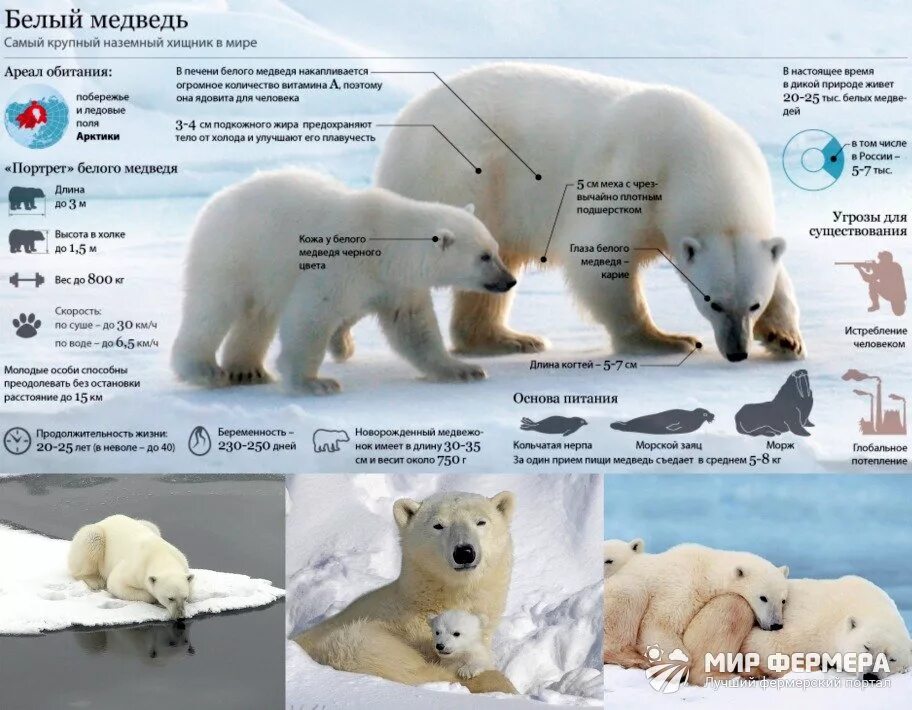 Бурый медведь приспособления. Среда обитания белого медведя. День белого медведя. Белый медведь обитание. Полярный медведь Размеры.