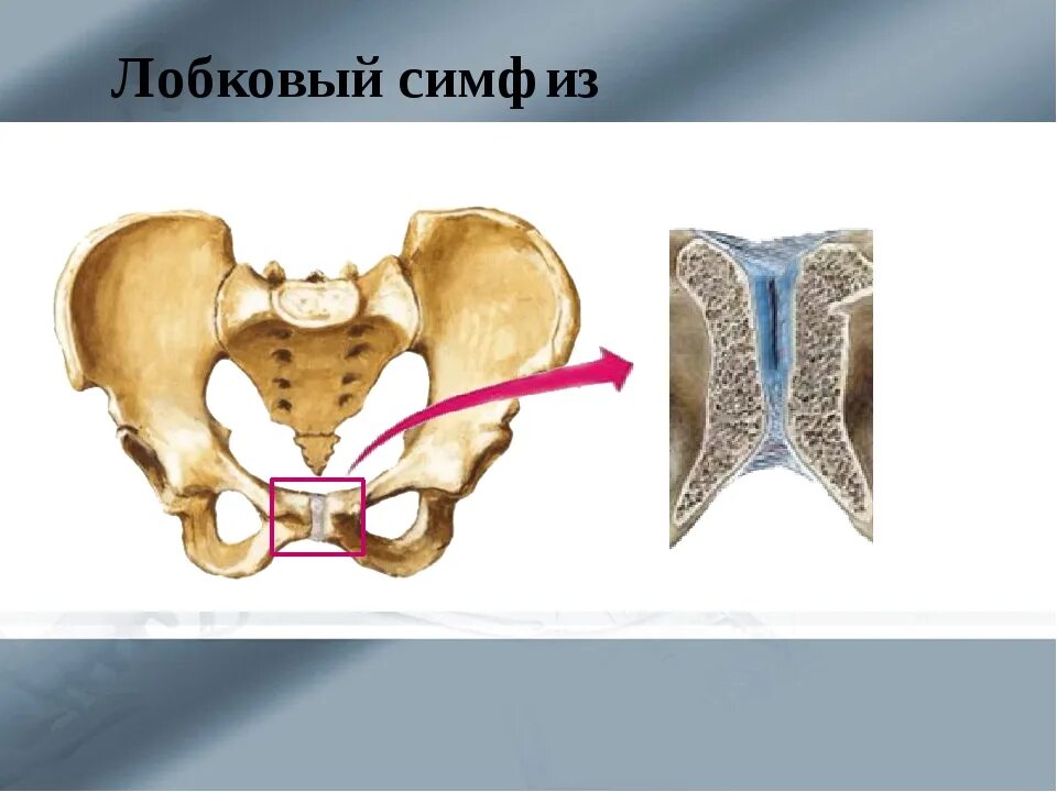 Лобковый симфиз и лонное сочленение. Симфиз лонная кость. Лонное сочленение анатомия.