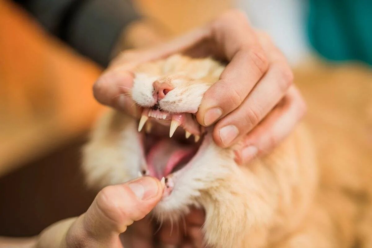 Гингивит и зубной камень у кошки. Зубами по шерсти