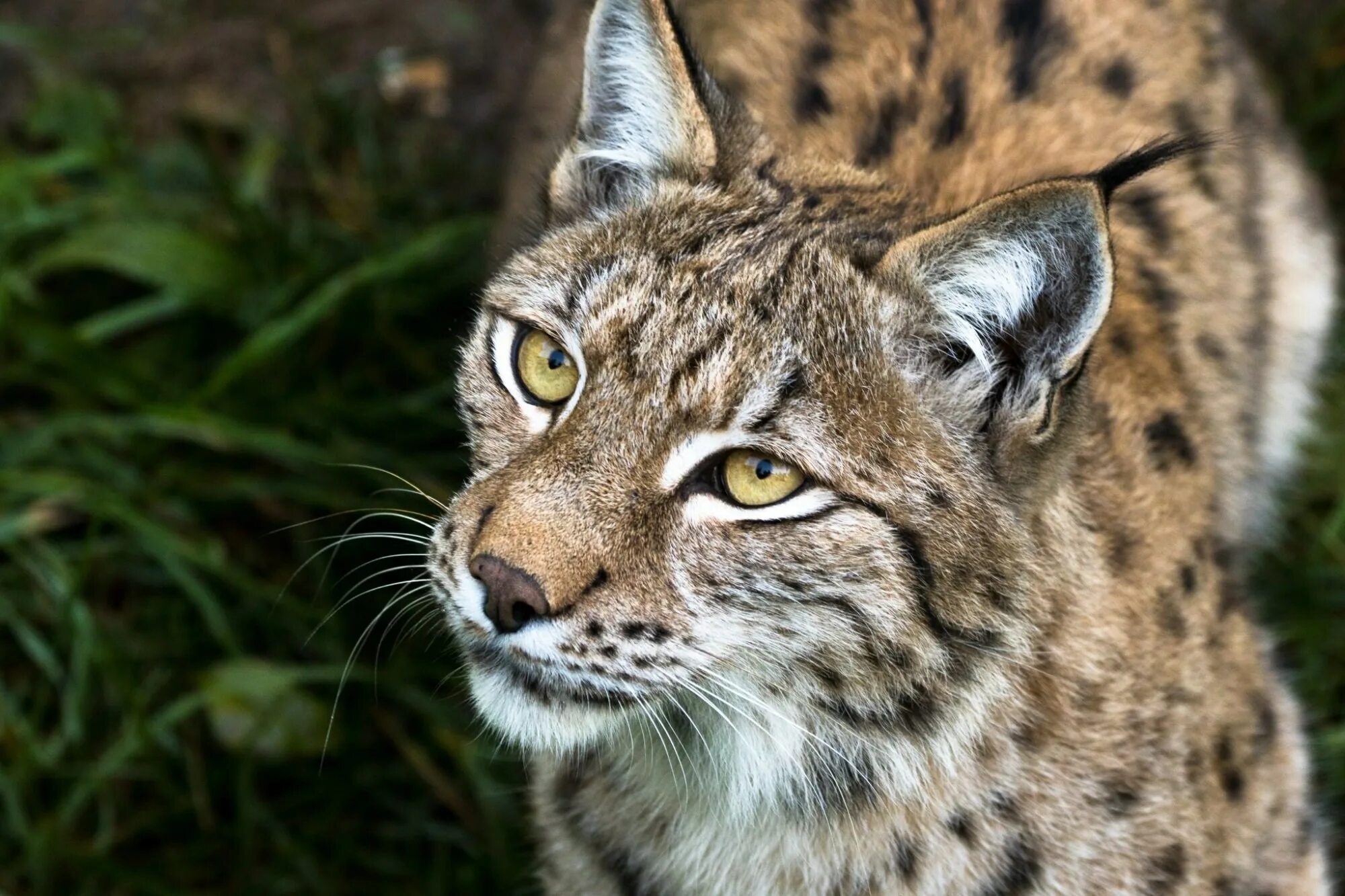 Рысь Линкс. Обыкновенная Рысь Lynx Lynx. Рысь европейская обыкновенная. Гималайская Рысь. Рысь число