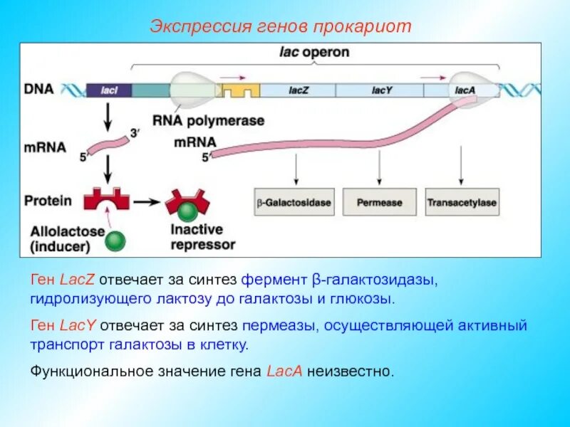 Экспрессия генов у прокариот. Типы экспрессии генов. Регуляция экспрессии генов у прокариот. Этапы экспрессии генов у прокариот.