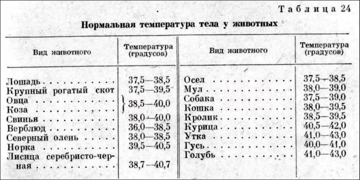 Температура бычка. Температура тела у кошек в норме. Норма температуры у кошек. Нормальная температура тела у котенка 2 месяца. Нормы показателей у кошек температуры.