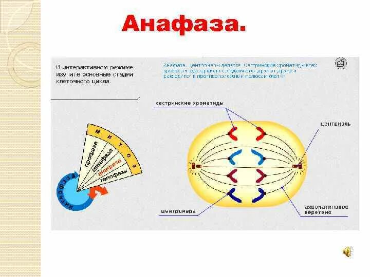 Сколько клеток в анафазе. Анафаза функции. Анафаза это в биологии. Анафаза характеристика. Процессы протекающие в анафазе.
