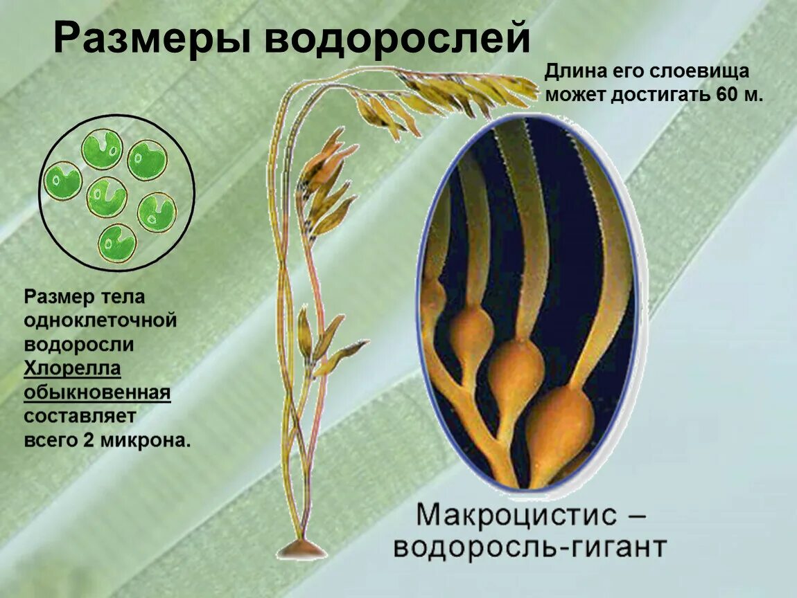 Размеры водорослей