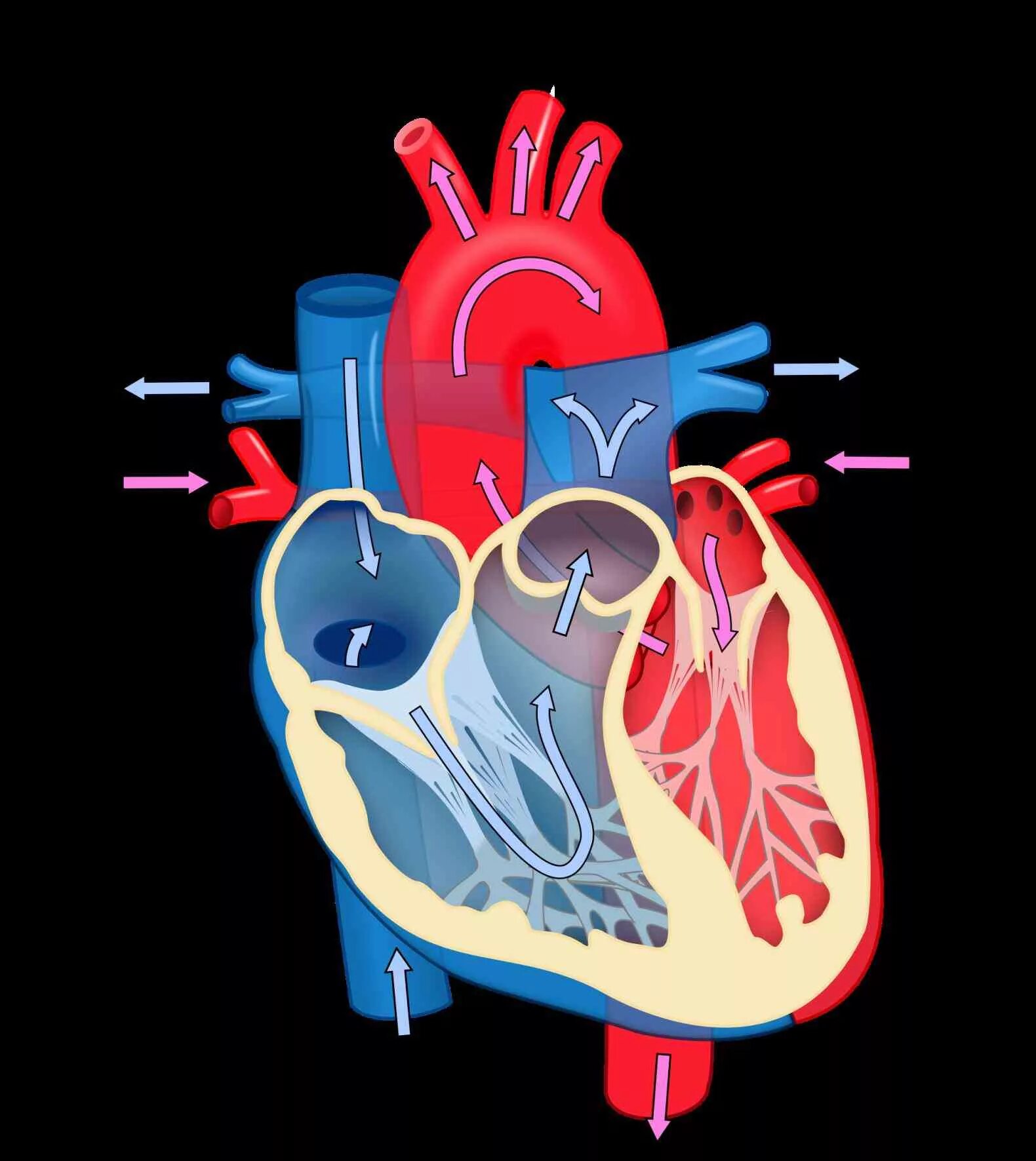 Learn the heart 0.3 8