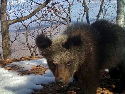 Bear land