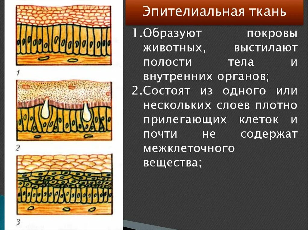 Плотно прилегать к телу. Эпителиальная ткань 5 класс биология. Эпителиальная ткань 6 класс биология. Эпителиальная ткань биология 8 класс. Покровная эпителиальная ткань.