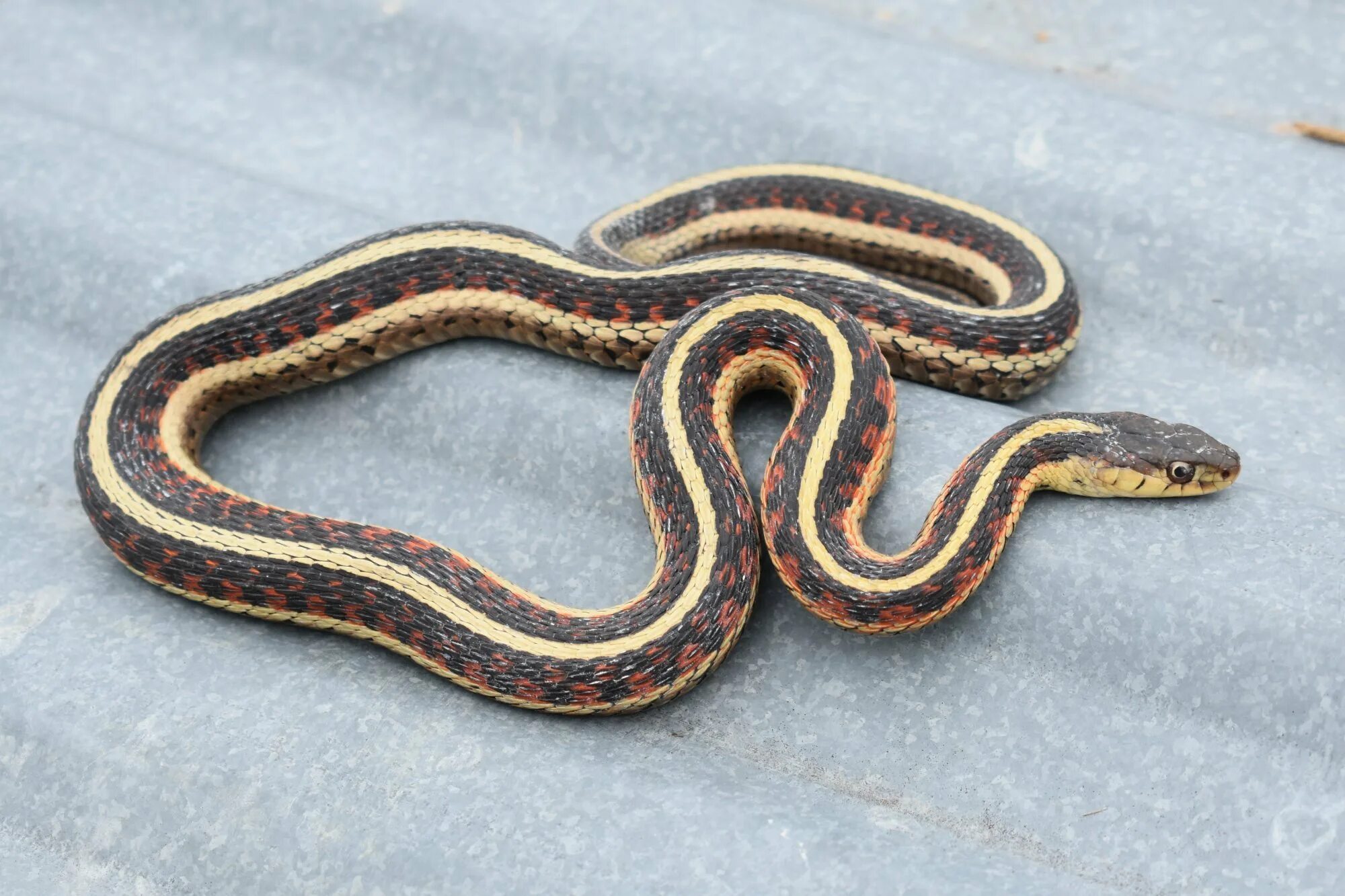 Длинные змейки. Thamnophis sirtalis. Поперечнополосатый полоз. Декоративные змеи. Змея в длину.