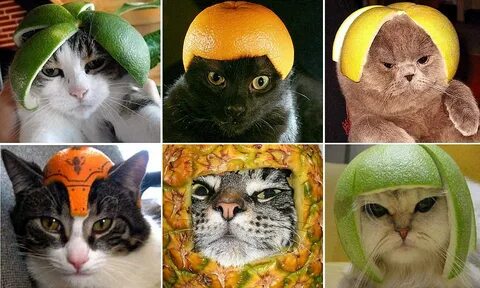 Cat piece fruits