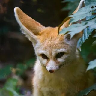Фенек лесной вид