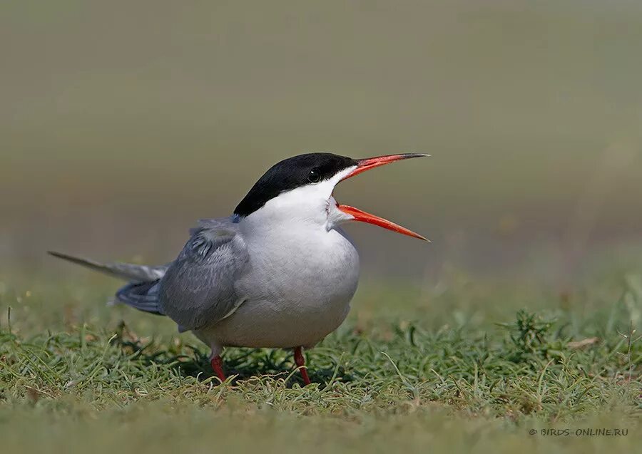 чайконосая крачка. чайка с острым клювом. сестрица чайки с острым клювом. райче парк чайка. чайка с красным клювом.