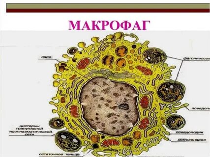 Макрофаги это простыми словами
