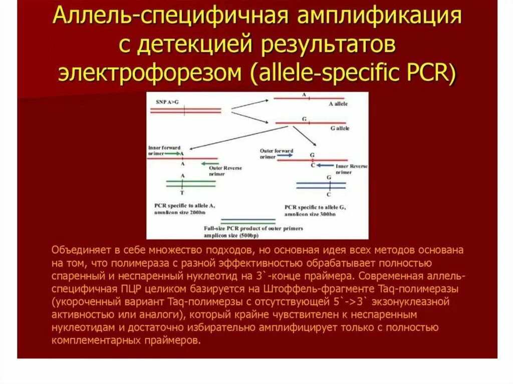 Аллель специфичная ПЦР. Метод аллель-специфических олигонуклеотидов. Амплификация ПЦР. Полимеразная цепная реакция это в генетике.