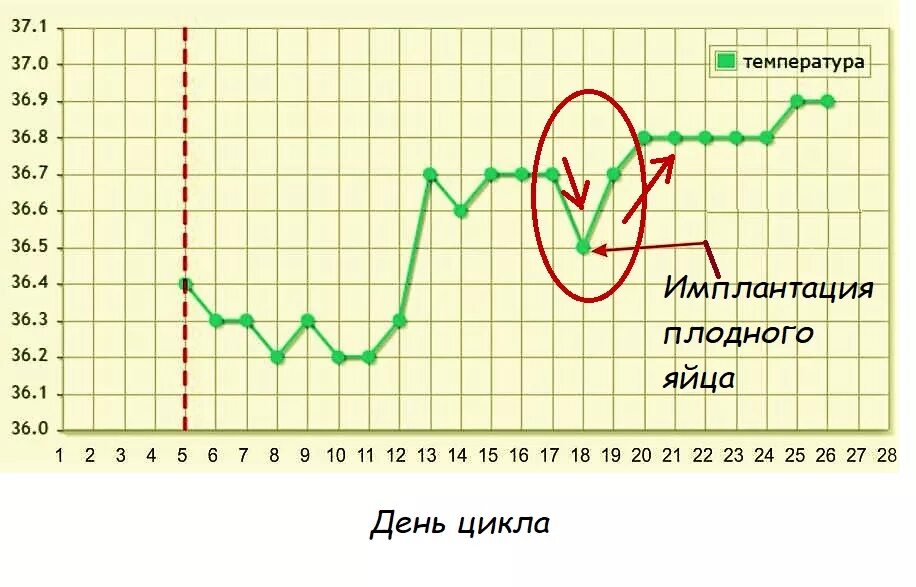 БТ при беременности до задержки. Имплантация на графике базальной температуры. БТ при имплантации. БТ при имплантации плодного яйца. Температура на 25 неделе