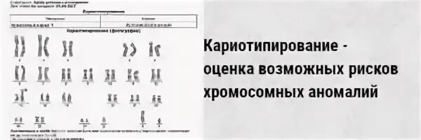 Хромосомы у зародыша