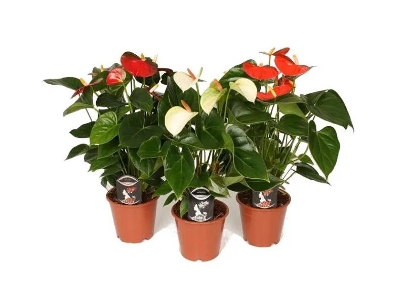 Plants 18