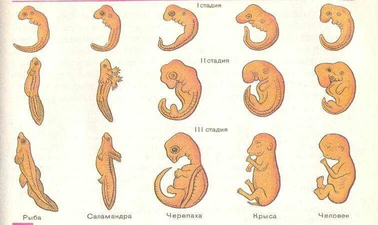 Где и как развивается плод млекопитающих. Стадии эмбрионального развития плода человека. Стадии развития эмбриона млекопитающих. Стадии развития зародыша человека. Стадии развития человеческого эмбриона.
