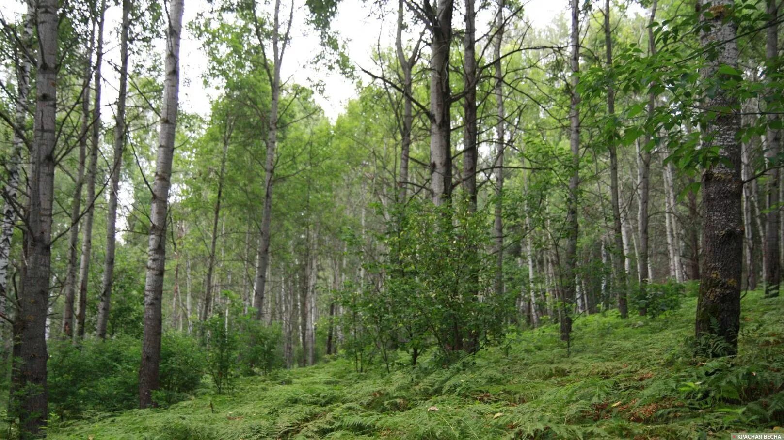 Почему закрыли лесную. Лес Ленинградской области. Самарские леса. Самурсаие леса. Леса Ленобласти закрыты для посещения.