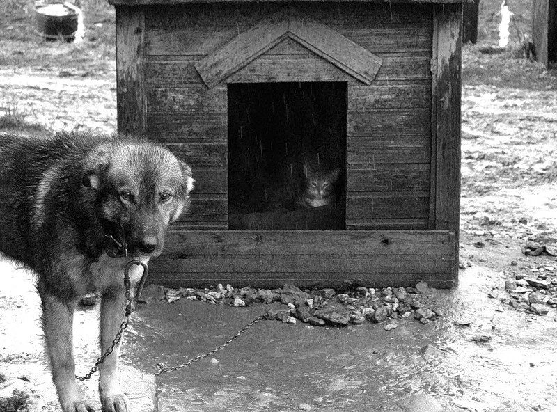 Собака в будке на цепи. Будка для собаки и кота. Пес в будке. Кот в собачьей будке.