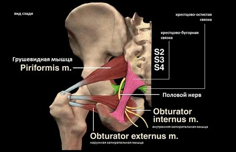 Нерв иннервирует половые органы. Бедренно-половой нерв анатомия. Пудендальный нерв анатомия. Нейропатия бедренно-полового нерва. Срамной нерв анатомия.