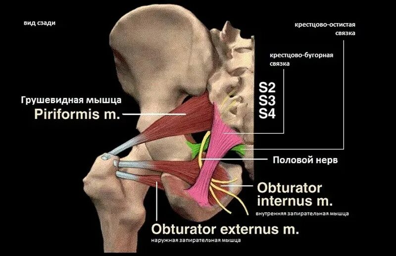 Невропатия полового нерва. Половой нерв анатомия. Бедренно-половой нерв нейропатия. Невралгия бедренно-полового нерва. Половой нерв анатомия у мужчин.