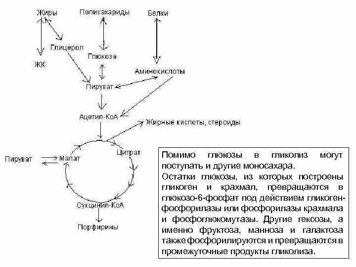 Участвует в превращении глюкозы в гликоген. Глюкоза пируват лактат. Гликолиз крахмала до Глюкозы. Пируват из Глюкозы. Превращение Глюкозы в пируват.