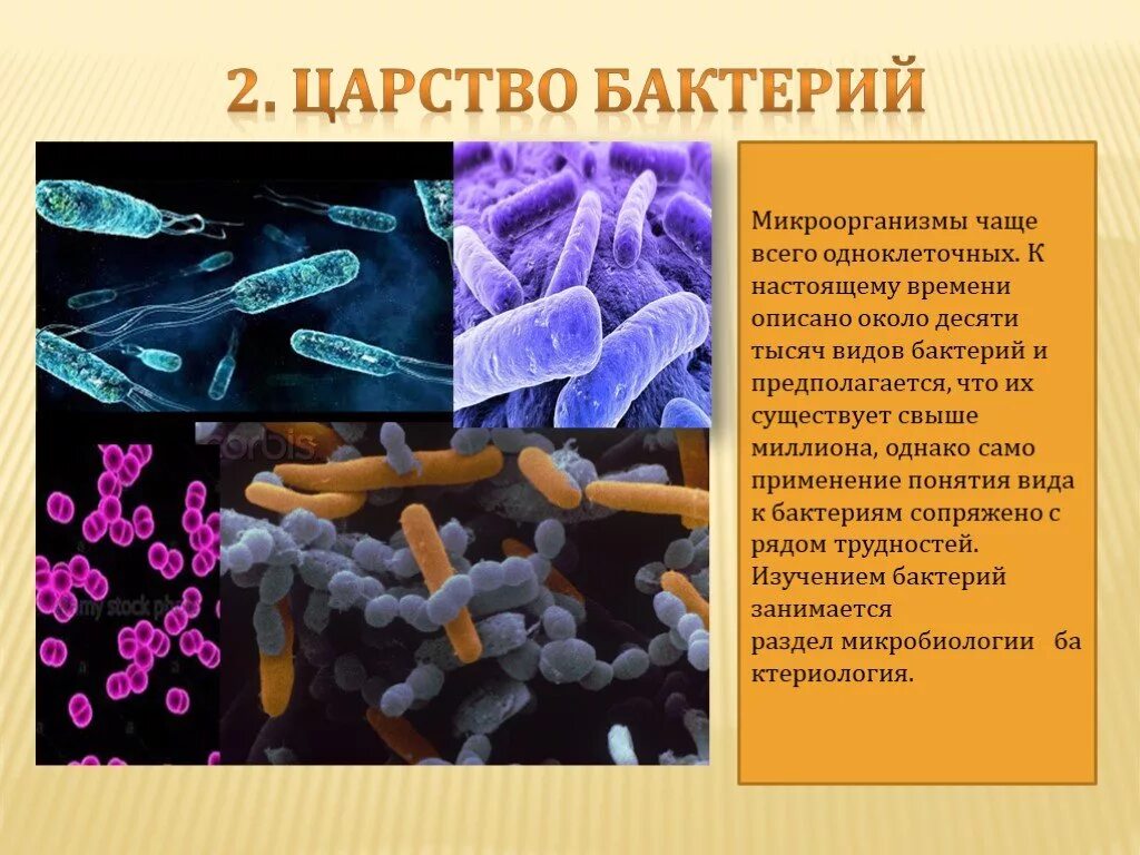 Царство бактерий количество видов
