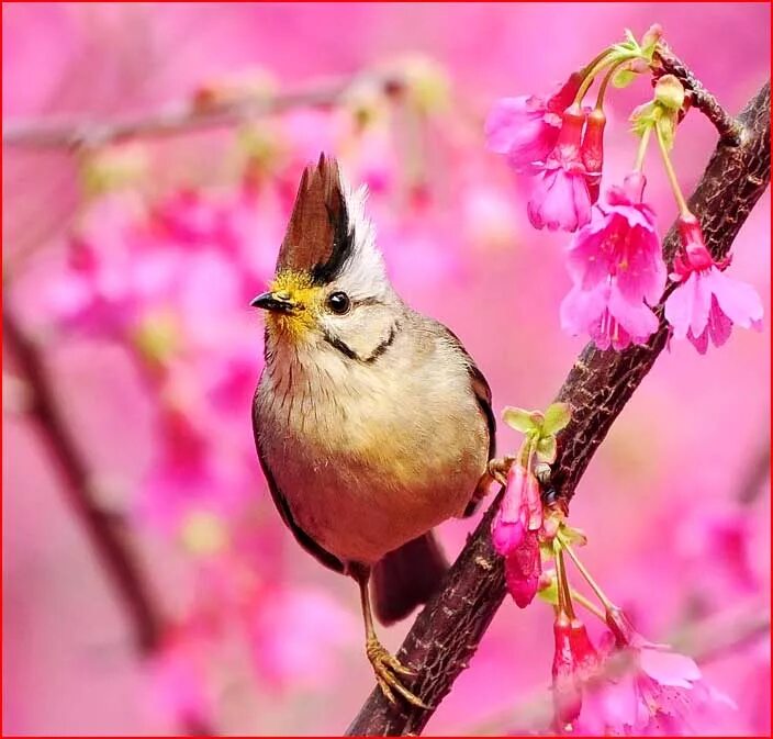 Птица праздника весны. Весенние птички. Красивые весенние птицы. Птица на ветке.