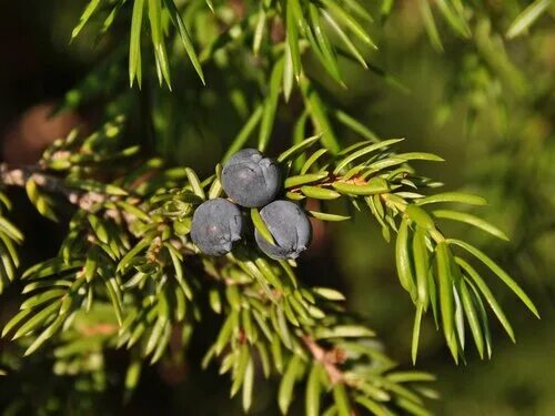 можжевельник высокий juniperus excelsa. можжевельник обыкновенный вкус. горный можжевельник 4. горный можжевельник 4. горный можжевельник 4.