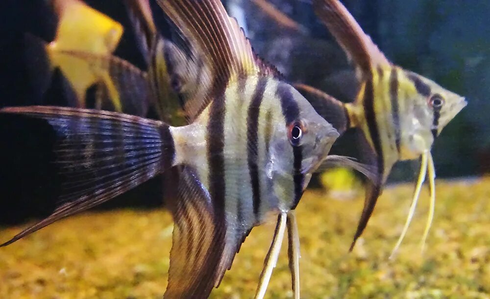 Съели скалярию