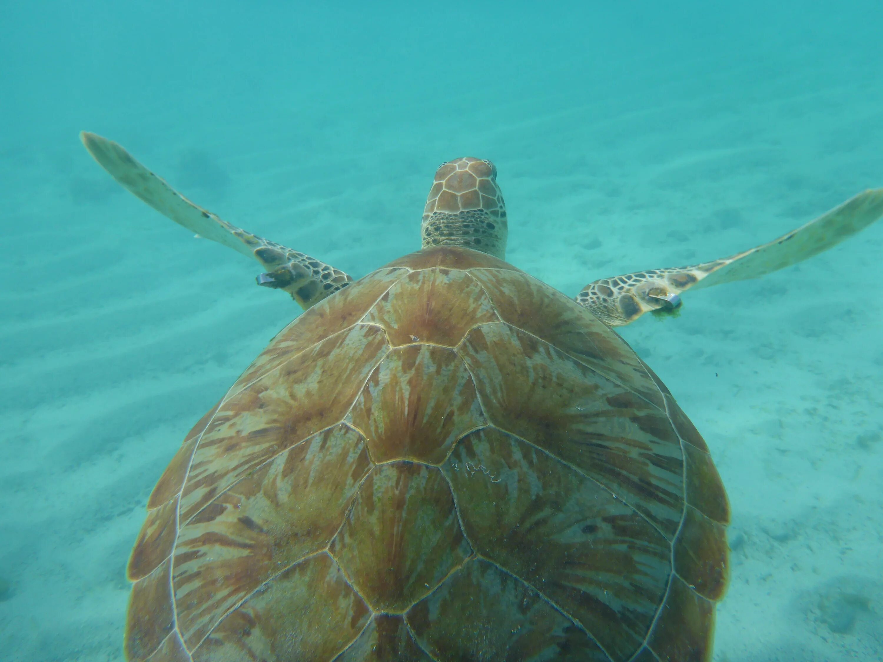 Морская черепаха. Море черепаха. Морская черепаха фото. Логгерхед.
