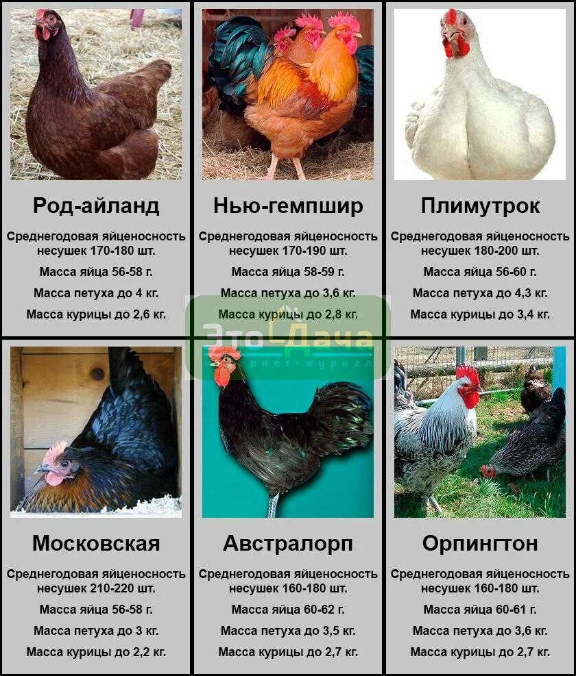 Какая кура лучше