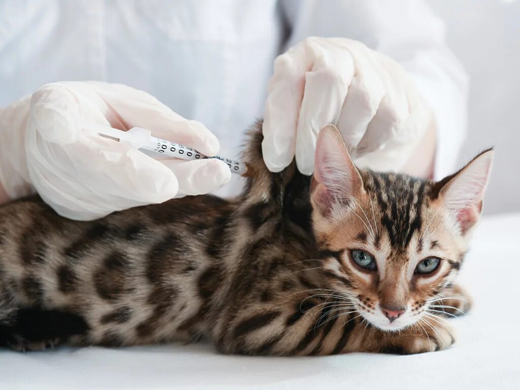 Вакцинация кошек какие. Вакцинирование кошек. Вакцинация животных. Вакцинация домашних питомцев. Вакцинация животных от бешенства.