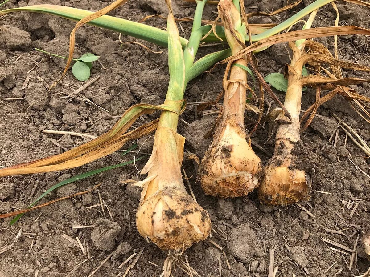 Корневище тюльпана. Луковицы от тюльпанов. Корневые клубни тюльпана. Луковица тюльпана. Луковицы лука алиума.