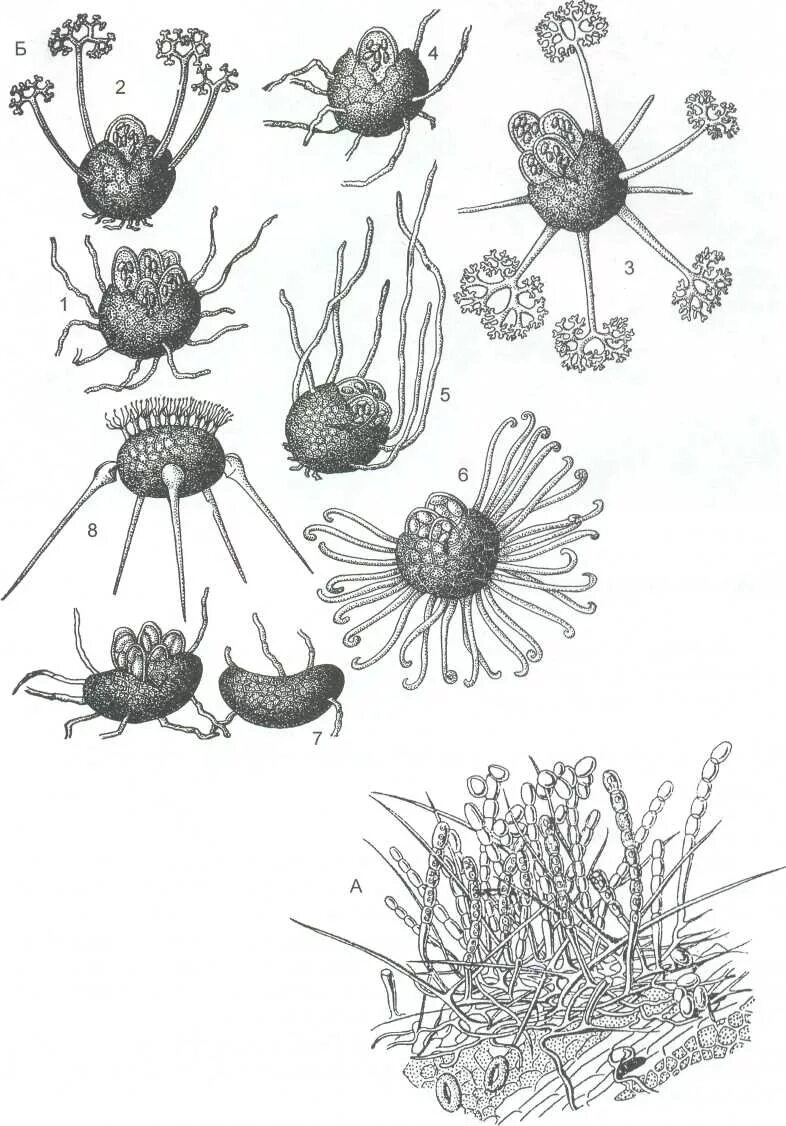 Спороношение это. Сферотека мицелий. Сферотека гриб строение. Клейстотеций сферотеки крыжовника. Сферотека строение.