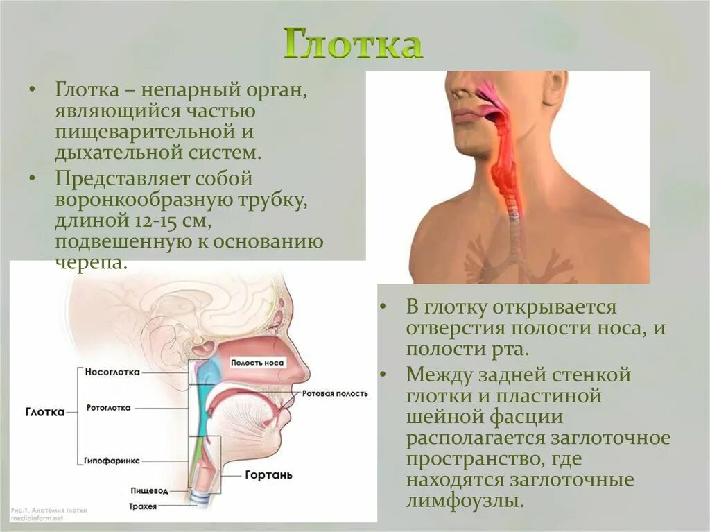 Горло гортань трахея пищевод. Во время еды нельзя. Нос носоглотка гортань строение. Когда попадает не в то горло. Глотка надгортанник гортань.