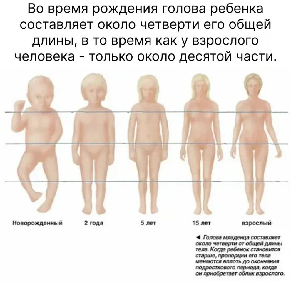 Телосложени еноворожденног. Изменение размеров пропорций тела у девочек. Изменение пропорций тела с возрастом девочки. Пропорции тела новорожденного. В каком возрасте прекращается рост