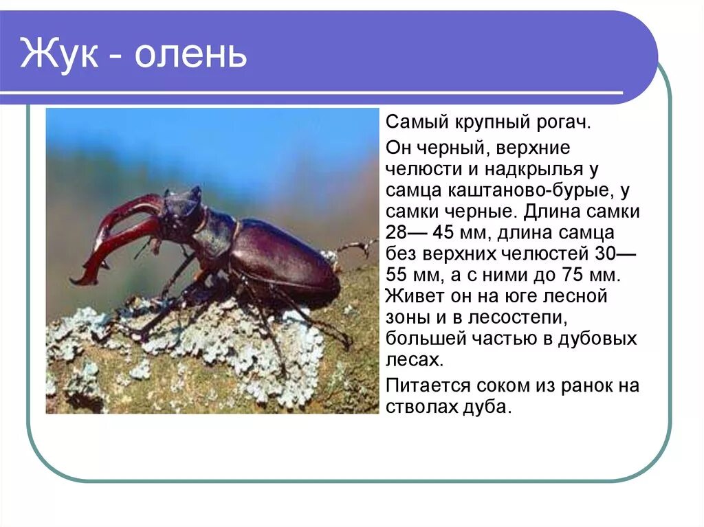 "Насекомые леса" начальные классы, презентации